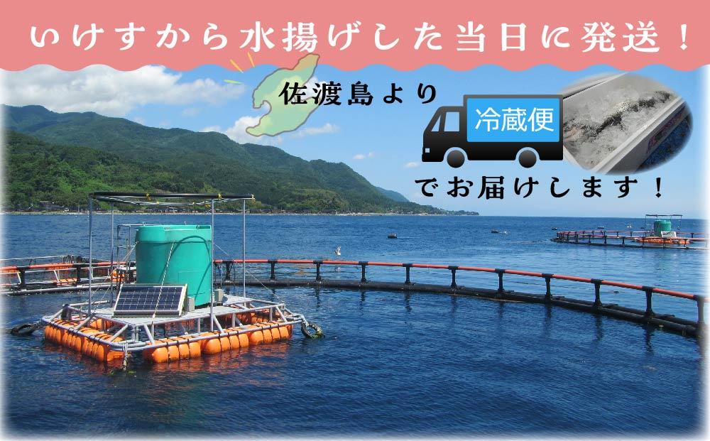 【先行予約2026年4月発送】【期間限定】佐渡満開さくらます　１尾まるごと発送！