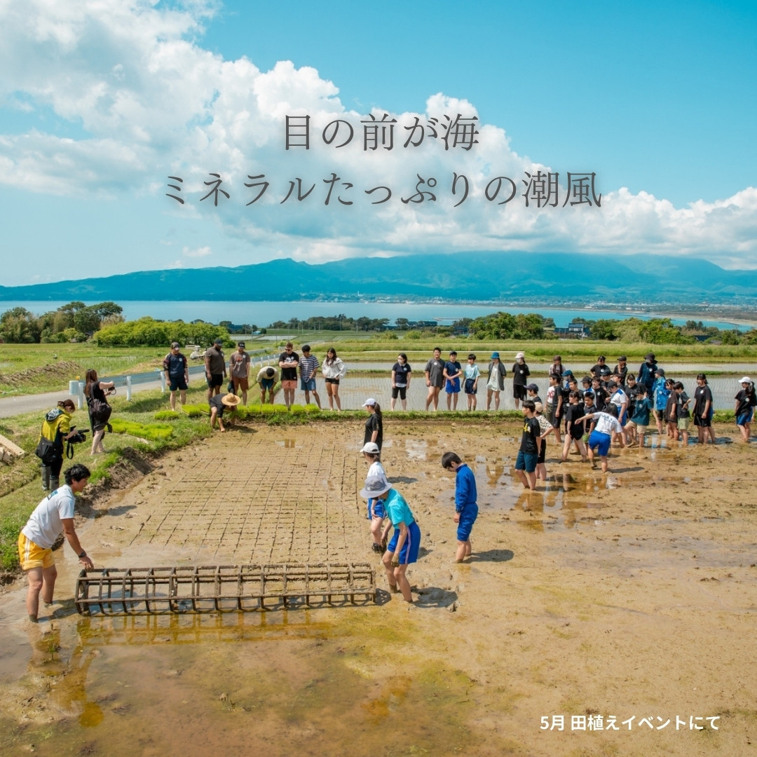 新潟県佐渡産 令和7年産 【にこまる】 白米 5kg