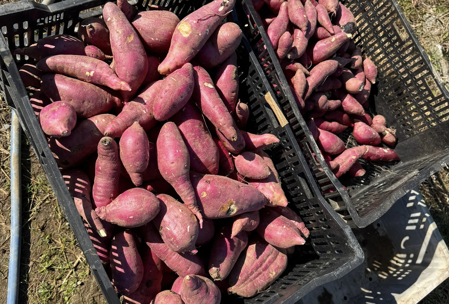 とんちぼ農園の佐渡産干し芋紅はるか100g×5袋