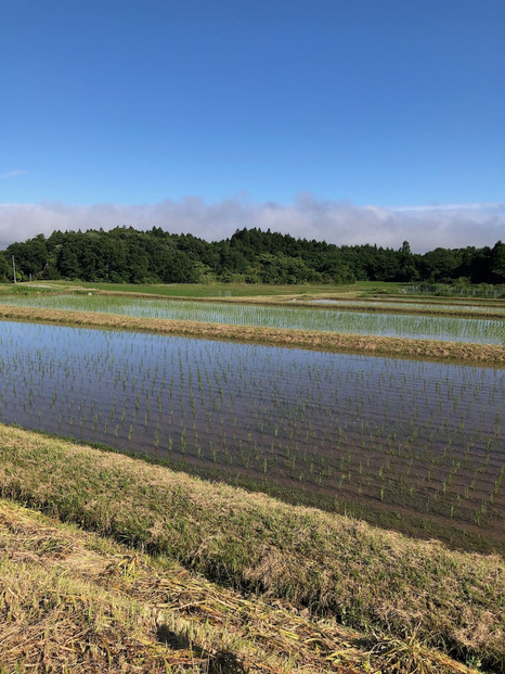 【佐渡産 こだわりの自然栽培米】令和7年度産 コシヒカリ 白米5kg