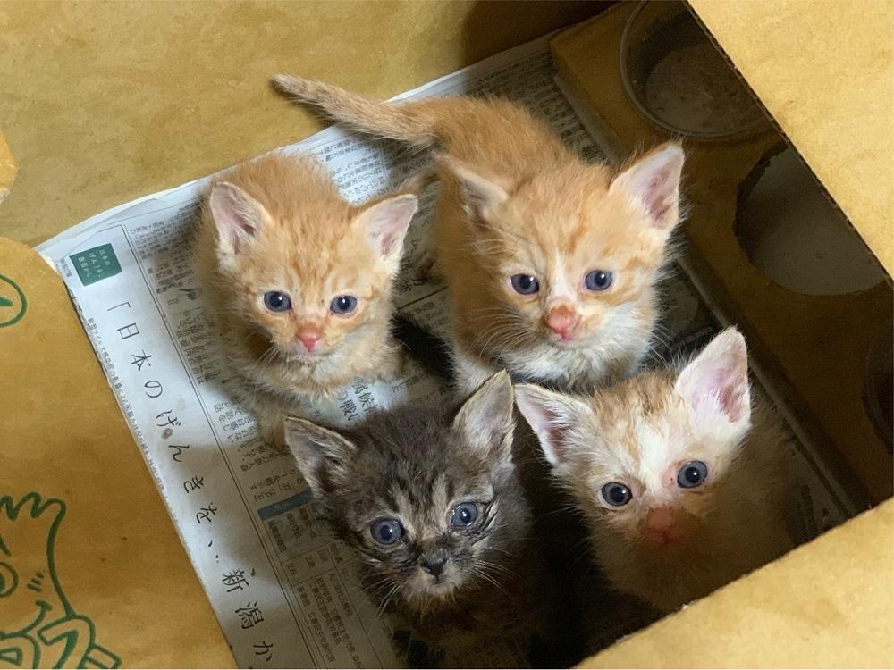 アニマルレスキューdearPAWSオリジナルグッズ