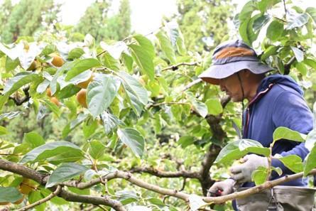 たねなし柿（島のかき）農薬節減栽培　5キロ