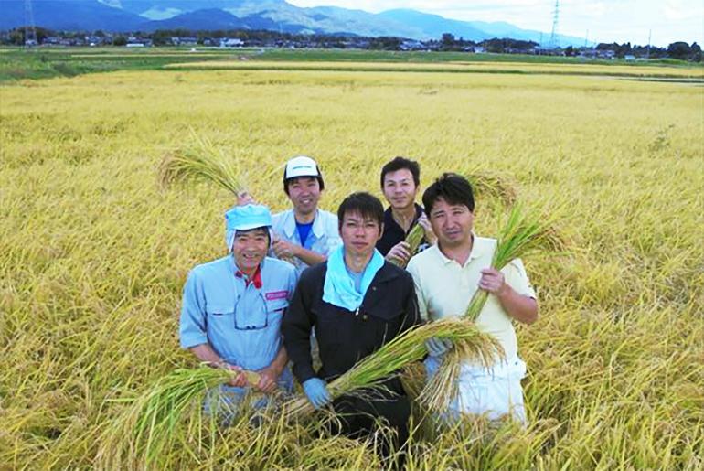 【令和7年米】自社栽培米佐渡産こしひかり（精米30kg）