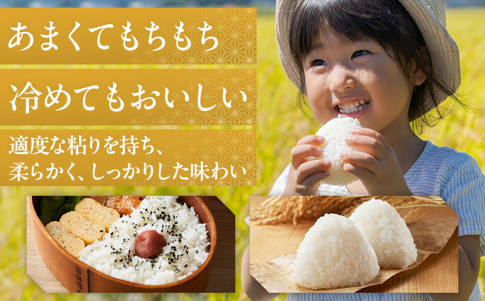 【令和7年産】佐渡産もち米 こがねもち 精米5kg×1袋