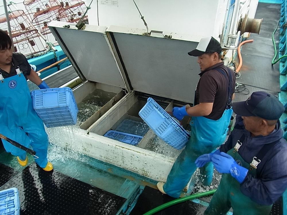 佐渡産 南蛮エビ（甘エビ）冷凍 500g（約40尾）