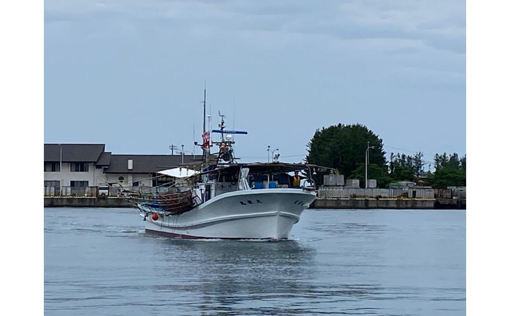 【先行予約】【令和8年2月上旬以降発送】佐渡産 南蛮エビ（甘エビ）チルド 500g（約40尾）