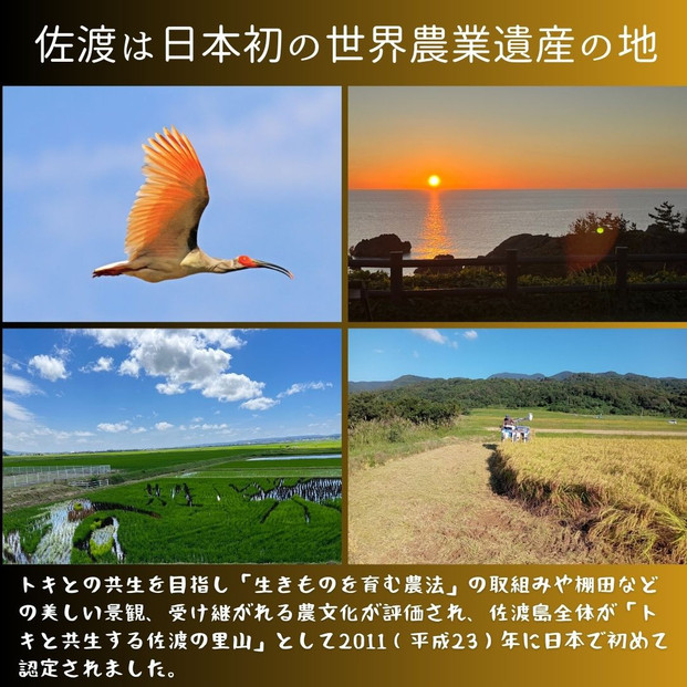 【新潟県佐渡】達者集落産コシヒカリ＜数量限定・生産地域限定＞ 令和７年産 精米【無洗米】5kg 送料無料