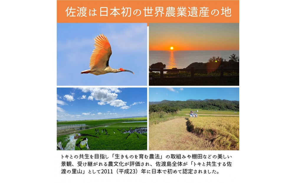 ＜定期便3回＞【令和７年産・数量限定】新潟県佐渡産の純粋コシヒカリ　精米【無洗米】5kg×3回　送料無料　R8年  3月上旬～R8年5月上旬の3回送付