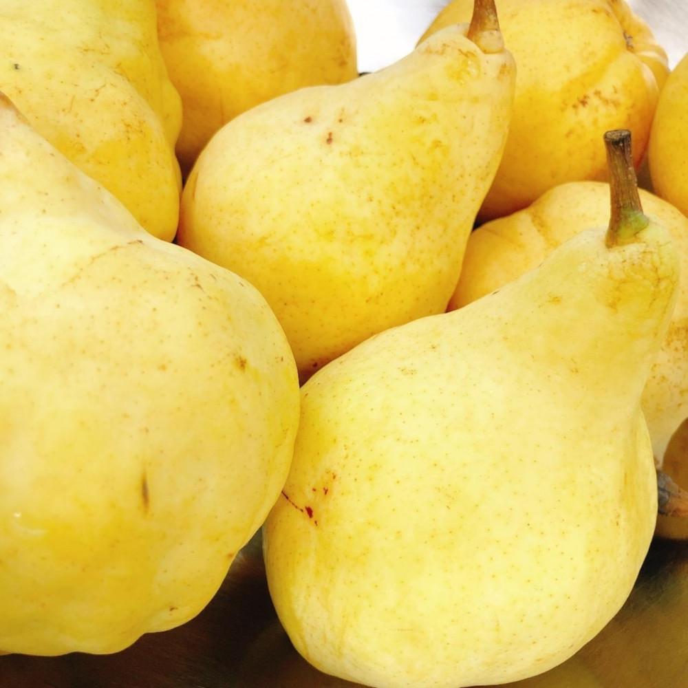 アイス ジェラート 　ル・レクチェのジェラート6個入り　佐渡島ジェラート　