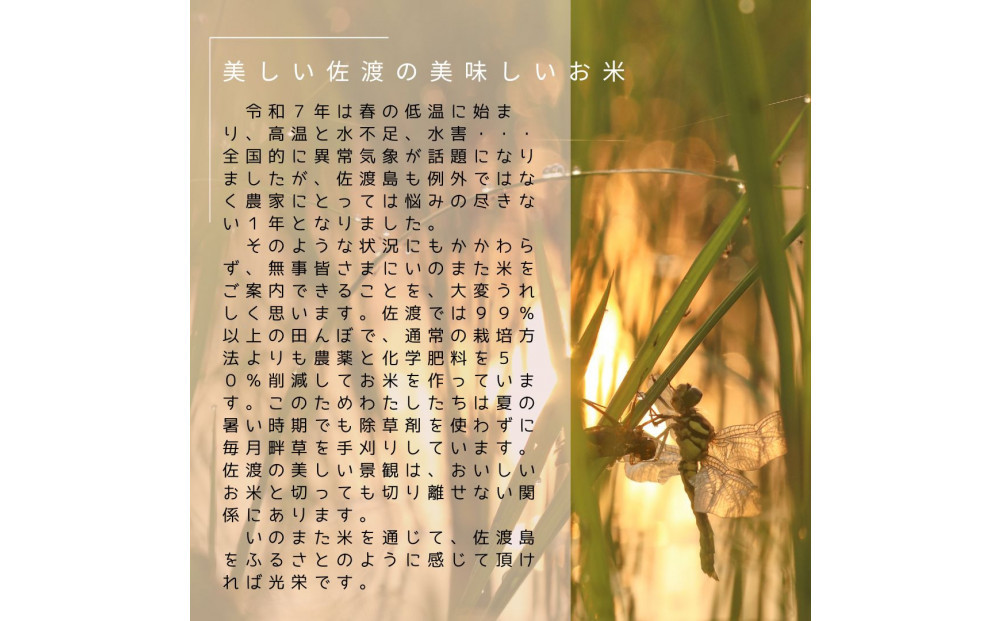 令和7年産コシヒカリ　精米（無洗米）2kg　農家直送　佐渡市いのまた米
