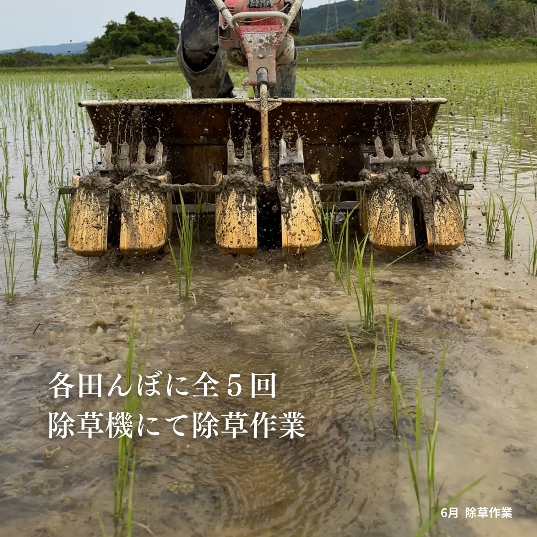 新潟県佐渡産 令和7年産 【にこまる】 玄米 5kg