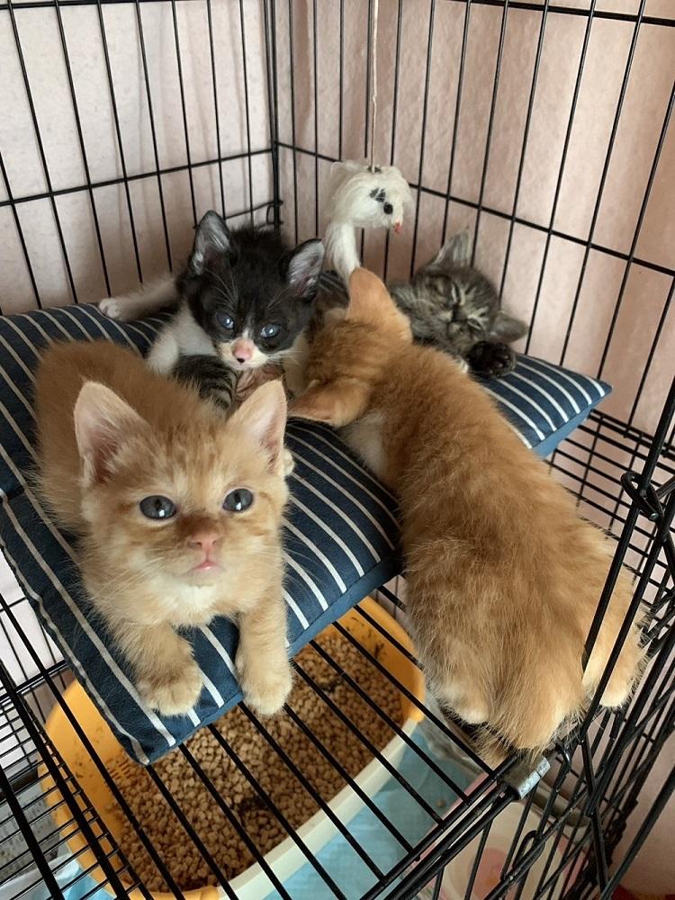 アニマルレスキューdearPAWSオリジナルグッズ