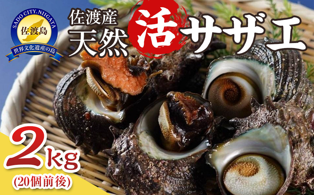 佐渡産　天然活サザエ 2kg（20個前後）