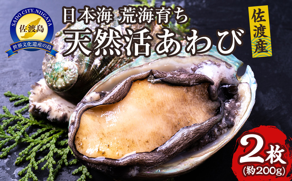 日本海　佐渡産　荒海育ち天然活あわび2枚（200g見当）