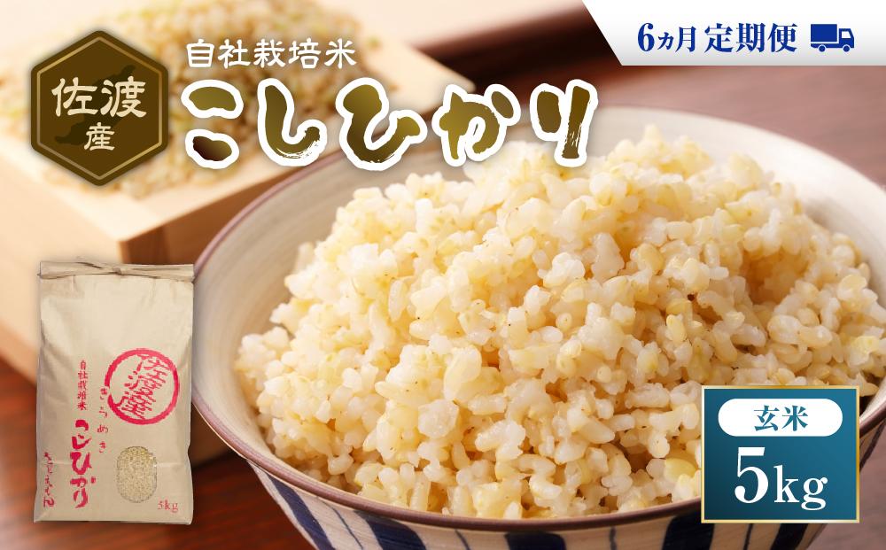 自社栽培米佐渡産こしひかり（玄米5kg）６カ月定期便