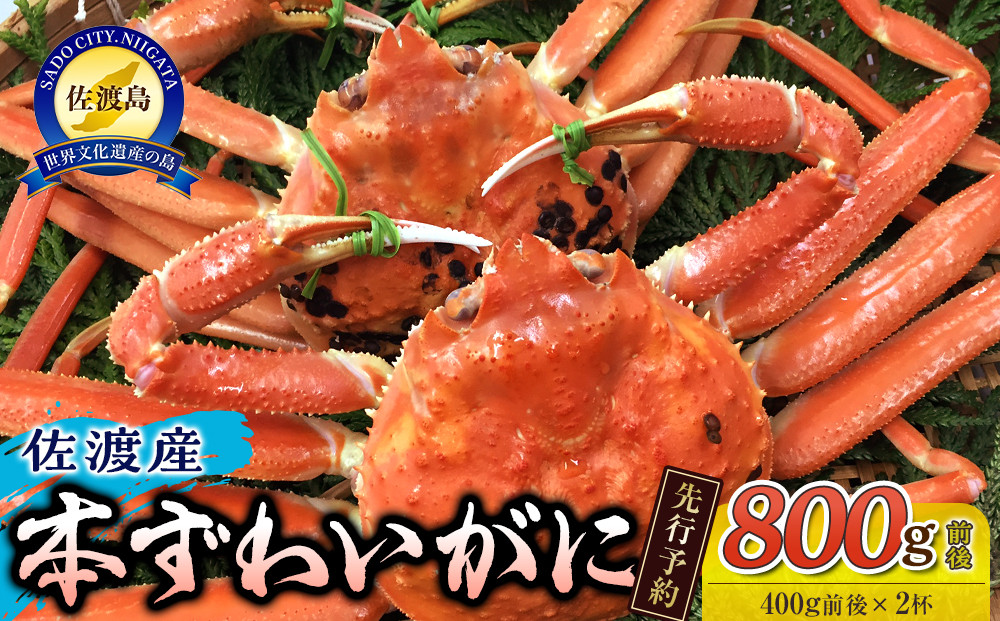 【先行予約】【令和8年1月中旬以降発送】佐渡産 本ずわいがに 800g前後（400g前後×2杯）