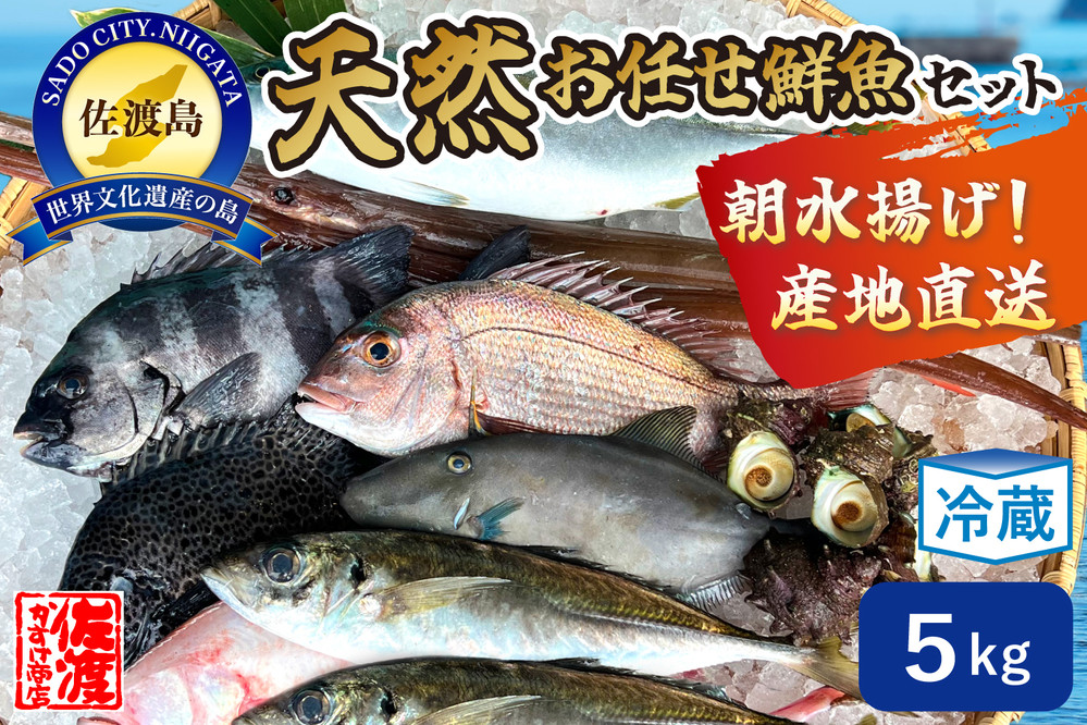 佐渡産 天然お任せ鮮魚セット 5kg