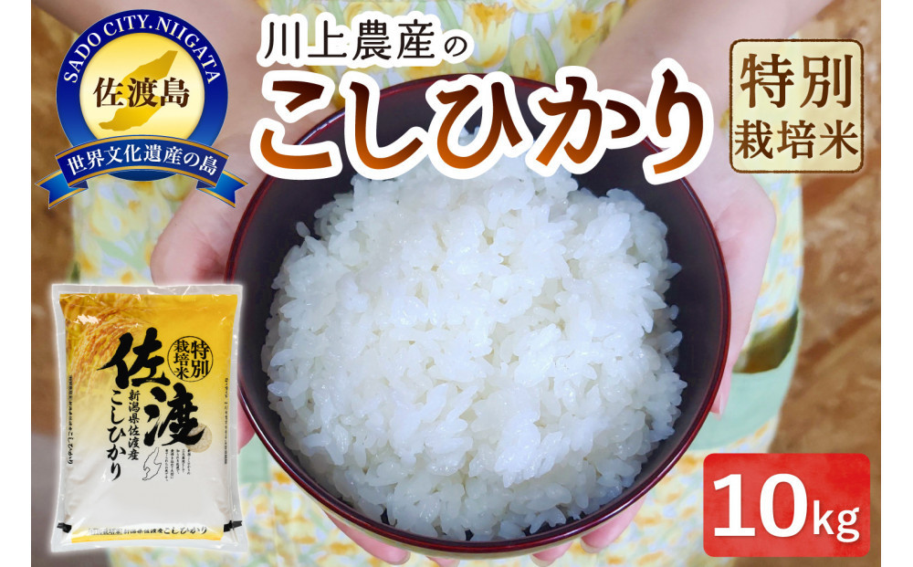 令和7年産 佐渡 川上農産のコシヒカリ（10kg）