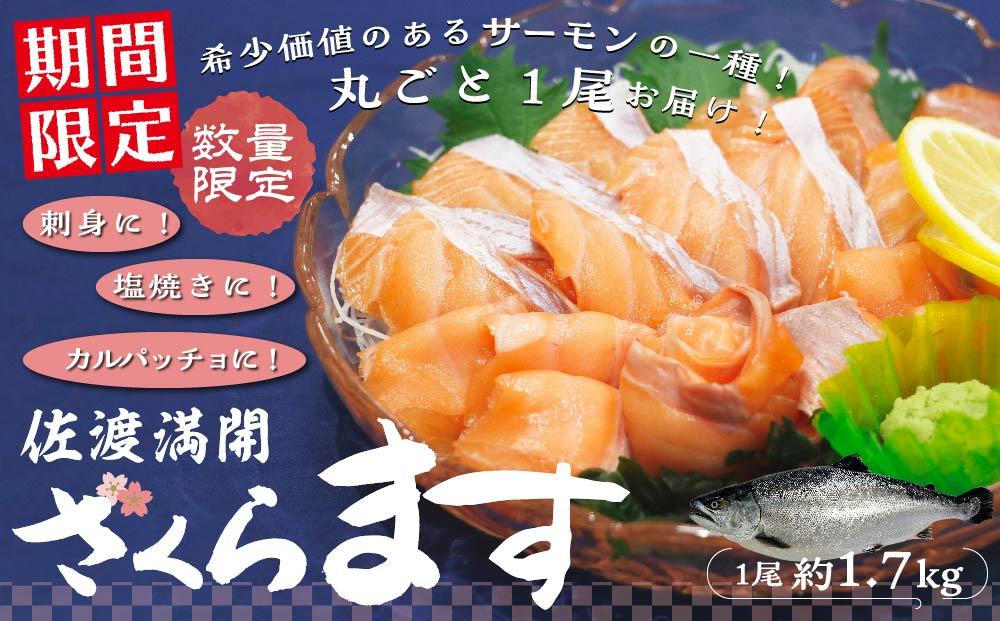 【先行予約2026年4月発送】【期間限定】佐渡満開さくらます　１尾まるごと発送！