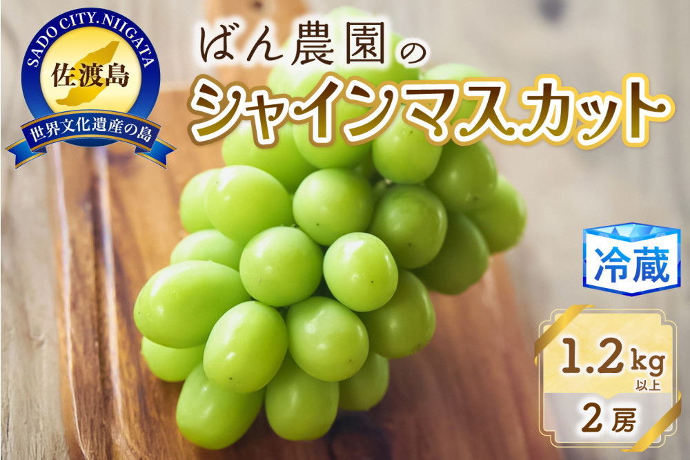 【2026年9月発送】シャインマスカット2房1.2Kg以上　佐渡島産