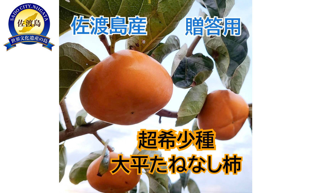 【2026年11月以降発送】佐渡島の希少柿　大平たねなし柿6個　贈答用