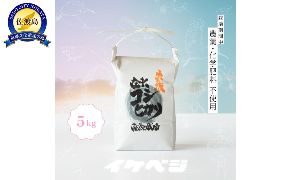 新潟県佐渡産 令和7年産 【在来コシヒカリ】 白米 5kg