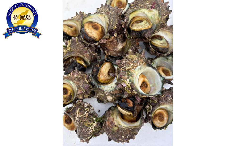 佐渡産天然活サザエ 約2kg