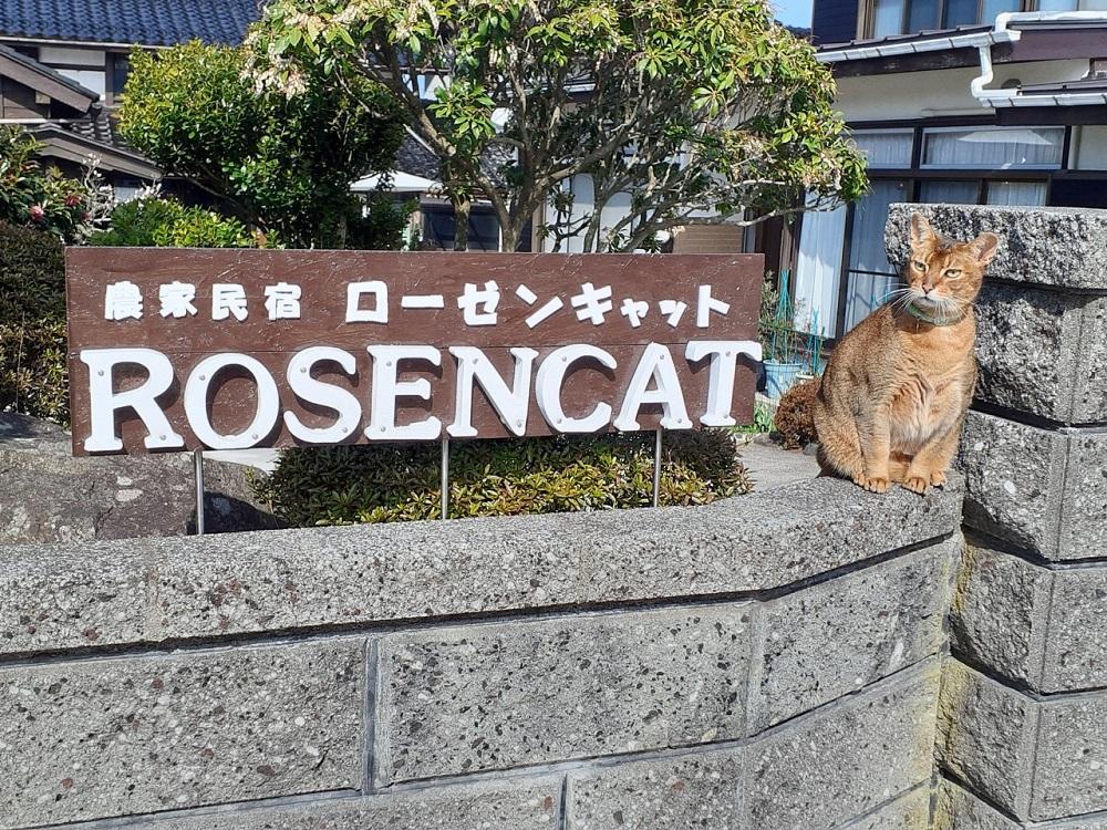 バラと猫に癒やされるローゼンキャット宿泊プラン（1名様）