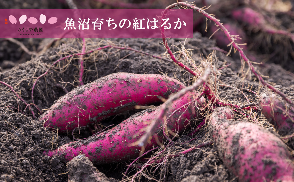 里山育ちの紅はるかを使った さくらや農園 魚沼の干し芋 110g×4袋