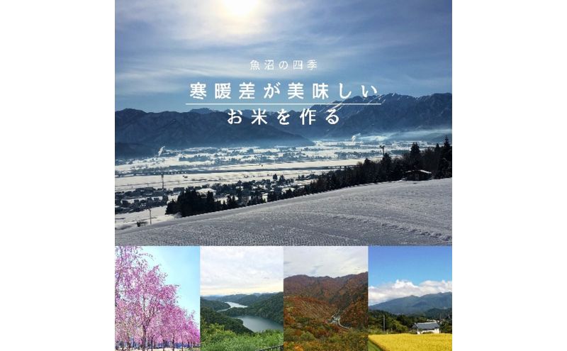 令和7年産 ブランド米 魚沼産コシヒカリ 精米 10kg（5kg×2袋） 米 コメ こめ お米 おこめ 白米 こしひかり 新潟県産 人気 お取り寄せ