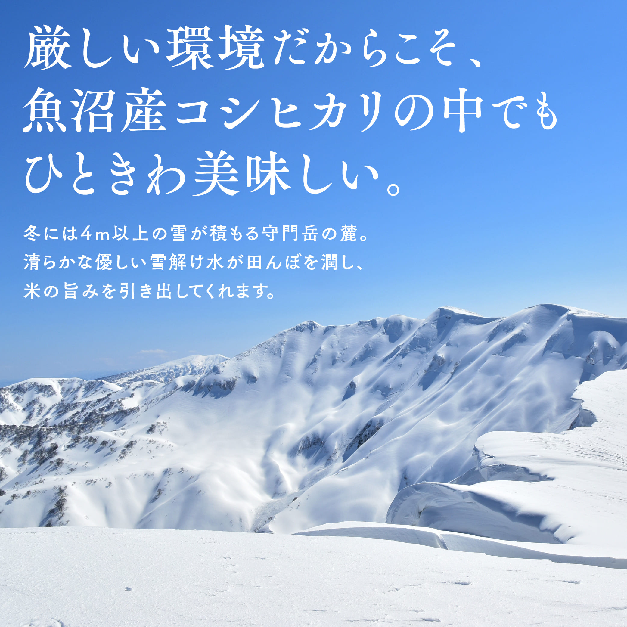 令和7年産 魚沼産コシヒカリ雪の恵（精米）5kg 魚沼市 米 こめ コメ お取り寄せ