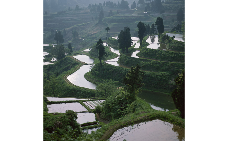 令和7年産 魚沼産コシヒカリ（精米）5kg お米 白米 ご飯 ブランド米 銘柄米 おにぎり お弁当 和食 産地直送 粘り モチっと食感 上品な甘み