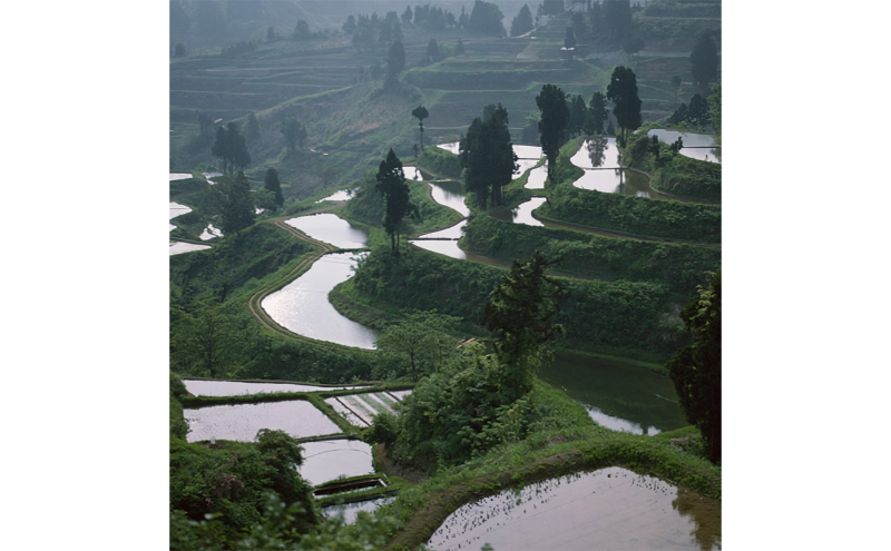 令和7年産 魚沼産コシヒカリ（無洗米）10kg お米 白米 ご飯 ブランド米 銘柄米 おにぎり お弁当 和食 産地直送 粘り モチっと食感 上品な甘み