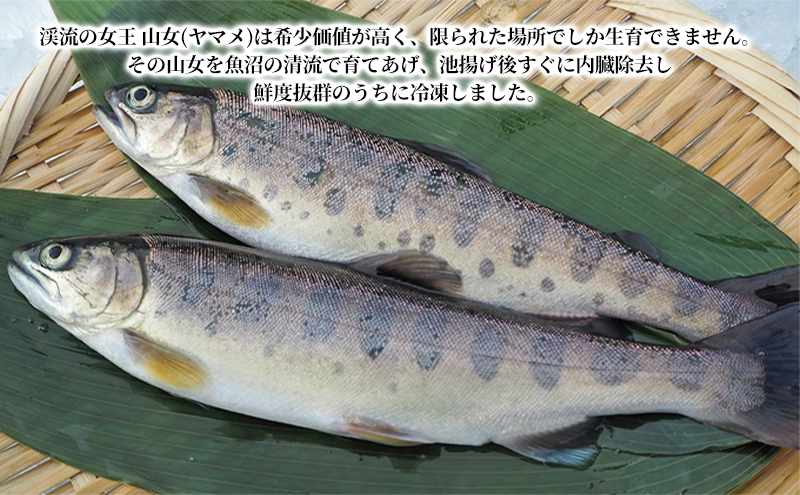 魚沼の山女（ヤマメ）冷凍10尾入り