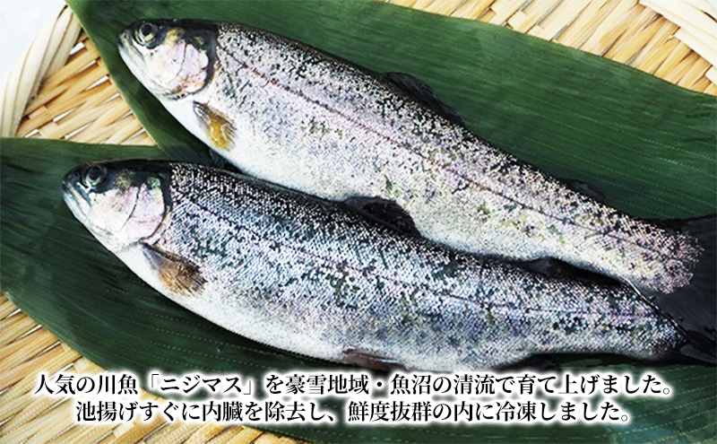 魚沼の虹ます（ニジマス）冷凍12尾入