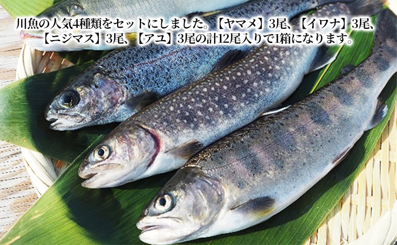 清流の川魚セット12尾入（ヤマメ・イワナ・ニジマス・アユ）