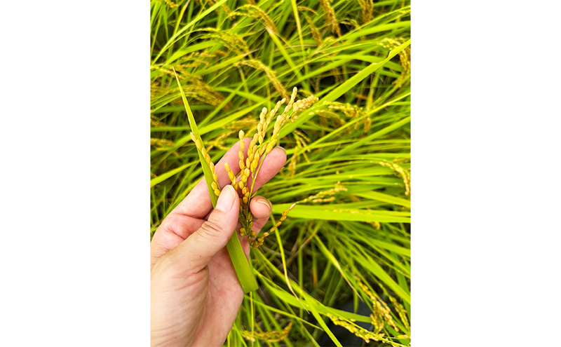 【令和7年産】魚沼産コシヒカリ(玄米)30kg 米 コメ こしひかり ブランド米 お取り寄せ 魚沼市