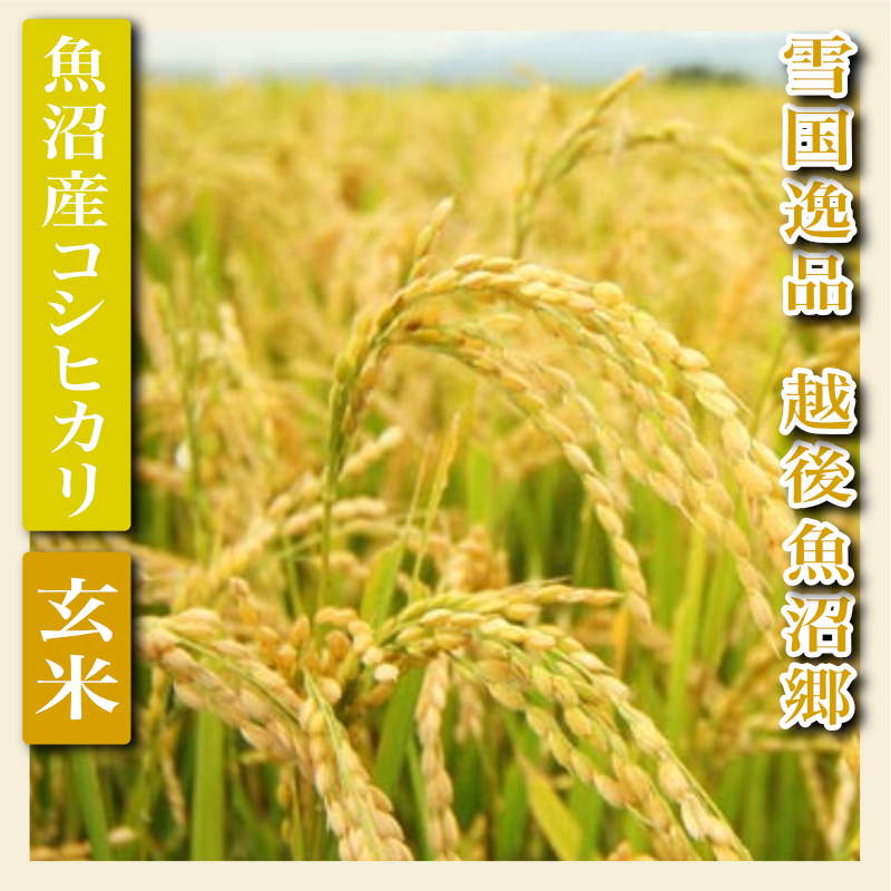 令和7年産【雪国逸品 玄米2Kg】越後魚沼郷 魚沼産コシヒカリ お米 ブランド米 銘柄米 ご飯 おにぎり お弁当 和食 産地直送 香り つや 粘り