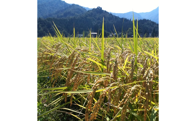 令和7年産 魚沼産コシヒカリ（無洗米）5kg お米 白米 ご飯 ブランド米 銘柄米 おにぎり お弁当 和食 産地直送 粘り モチっと食感 上品な甘み