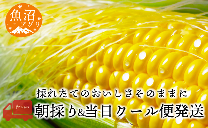 魚沼産 朝採り とうもろこし ゴールドラッシュ 15本～20本 