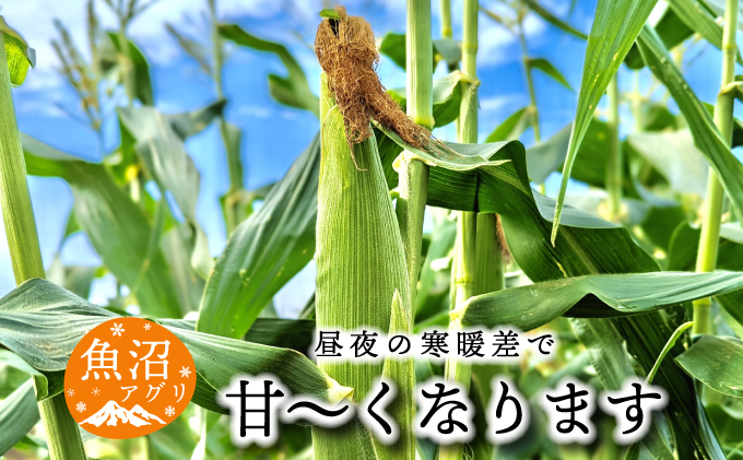 魚沼産 冷凍生とうもろこしと冷凍粒とうもろこしのセット 野菜 国産 日本産 簡単 便利 コーン 冷凍コーン ゴールドラッシュ 新潟県産 食材 食べ物 直送 産地直送