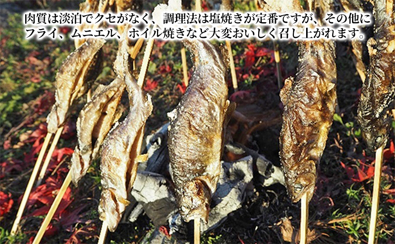 魚沼の虹ます（ニジマス）冷凍12尾入