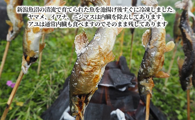 清流の川魚セット12尾入（ヤマメ・イワナ・ニジマス・アユ）