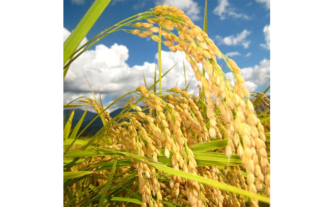 魚沼産米！ こだわりの食べ比べ セット 6kg 2ヶ月 連続お届け （ 米 定期 こしひかり 食べ比べ お米アドバイザー 白米 魚沼産コシヒカリ 魚沼 2回 お楽しみ ）