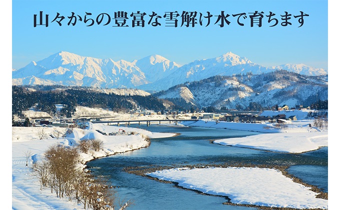 農家直送！ 魚沼産 コシヒカリ 精米 5kg 12ヶ月 連続お届け（ 米 定期便 こしひかり お米 こめ コメ 魚沼産コシヒカリ 魚沼 新潟 魚沼産こしひかり おこめ 白米 定期 お楽しみ 12回 ）