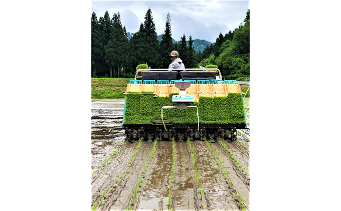 生産者直送！魚沼産コシヒカリ【雪里米 ふるさとまい】 精米 3kg  3ヶ月連続お届け