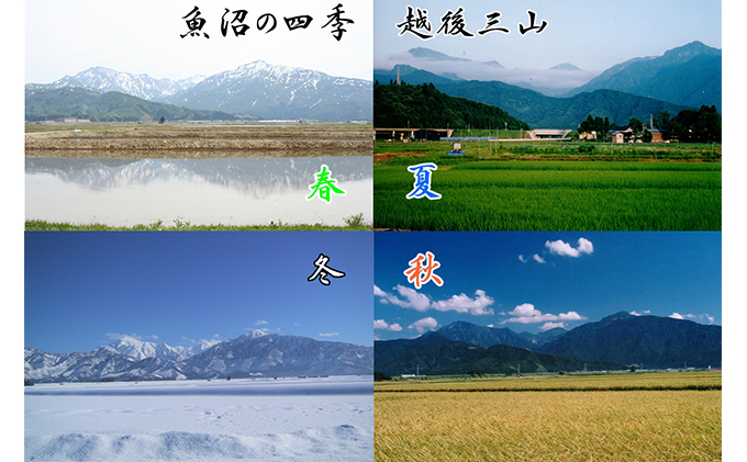 【令和8年産 先行予約】【新潟県認証・特別栽培米】魚沼産