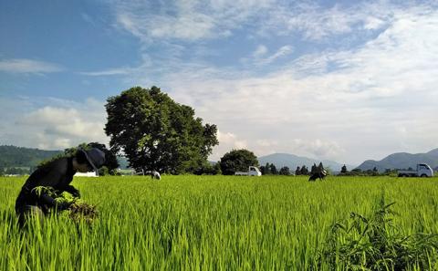 令和7年産 生産者直送！魚沼産コシヒカリ 雪里米（ふるさとまい）6kg（3kg×2） お米 新潟県産