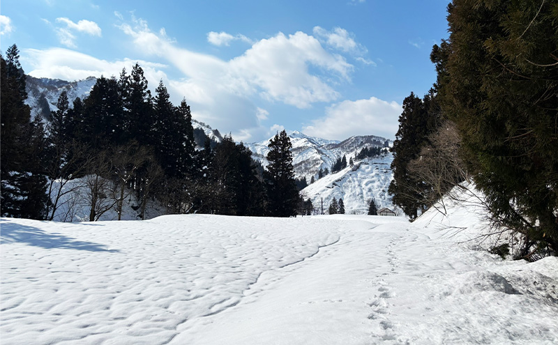 【令和7年産】魚沼産コシヒカリ(玄米)30kg 米 コメ こしひかり ブランド米 お取り寄せ 魚沼市