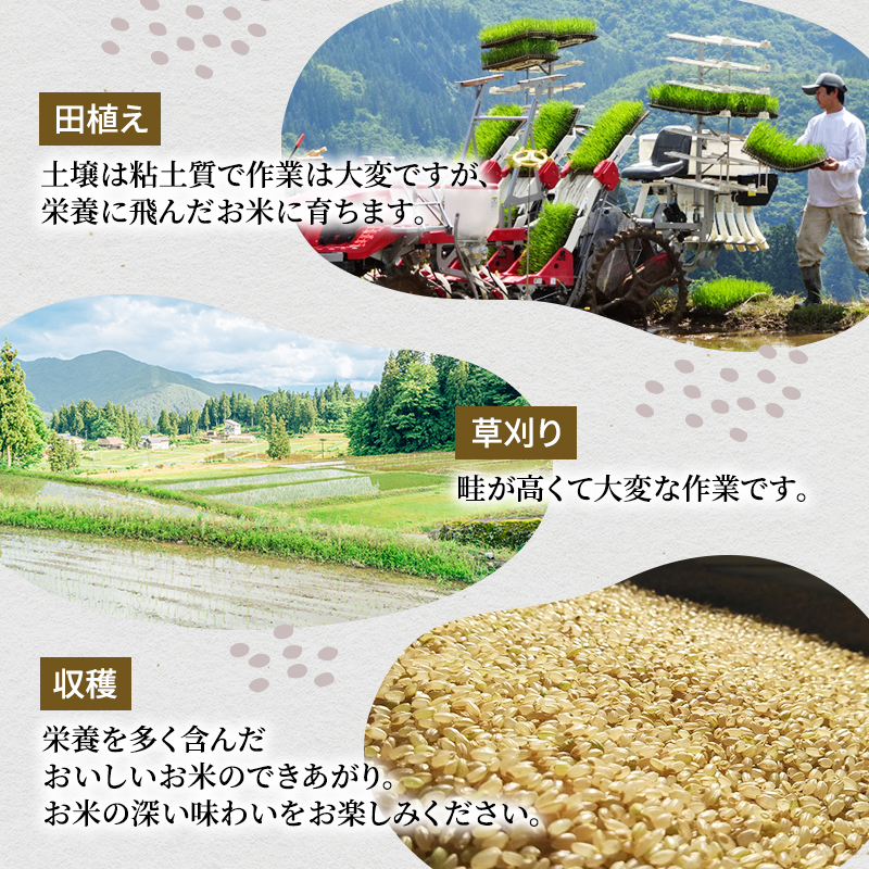 無洗米「米食味鑑定士 厳選」魚沼産コシヒカリ 3kg 12ヵ月連続お届け　米 こめ お米 コメ こしひかり 新潟県 魚沼市 魚沼 ライス ご飯 主食 新潟県産 産地直送 時短